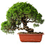 Juniperus chinensis Itoigawa, 26 cm, ± 25 jaar oud