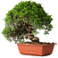 Juniperus chinensis Itoigawa, 26 cm, ± 25 jaar oud