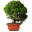 Juniperus chinensis Itoigawa, 26 cm, ± 25 jaar oud