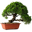 Juniperus chinensis Itoigawa, 26 cm, ± 25 jaar oud