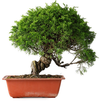 Juniperus chinensis Itoigawa, 26 cm, ± 25 jaar oud