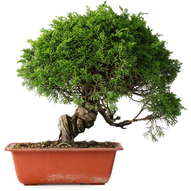 Juniperus chinensis Itoigawa, 26 cm, ± 25 jaar oud