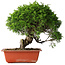 Juniperus chinensis Itoigawa, 26 cm, ± 25 jaar oud