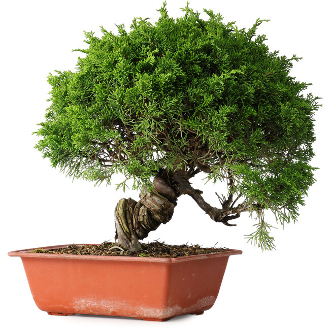 Juniperus chinensis Itoigawa, 26 cm, ± 25 jaar oud