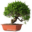 Juniperus chinensis Itoigawa, 26 cm, ± 25 jaar oud
