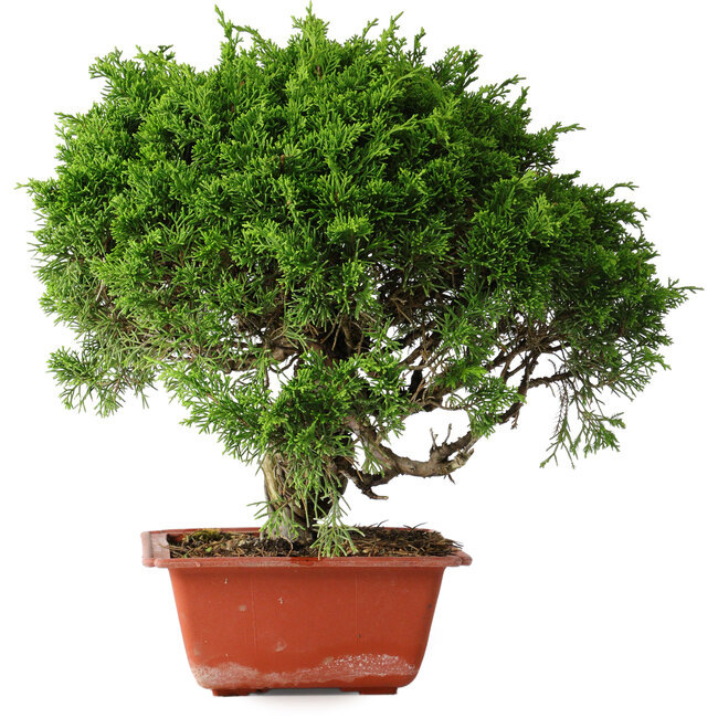 Juniperus chinensis Itoigawa, 26 cm, ± 25 jaar oud