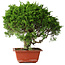 Juniperus chinensis Itoigawa, 26 cm, ± 25 jaar oud