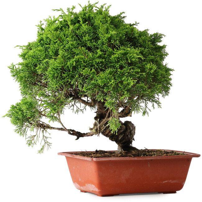 Juniperus chinensis Itoigawa, 26 cm, ± 25 anni