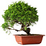 Juniperus chinensis Itoigawa, 26 cm, ± 25 jaar oud