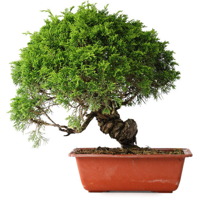 Juniperus chinensis Itoigawa, 26 cm, ± 25 anni