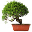 Juniperus chinensis Itoigawa, 26 cm, ± 25 Jahre alt