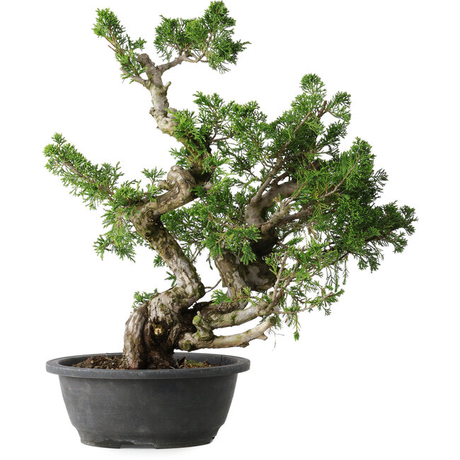 Juniperus chinensis Itoigawa, 42 cm, ± 25 jaar oud