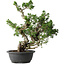 Juniperus chinensis Itoigawa, 42 cm, ± 25 jaar oud