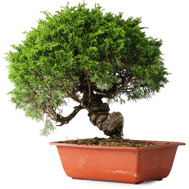 Juniperus chinensis Itoigawa, 26 cm, ± 25 Jahre alt