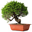 Juniperus chinensis Itoigawa, 26 cm, ± 25 jaar oud