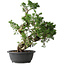 Juniperus chinensis Itoigawa, 42 cm, ± 25 jaar oud