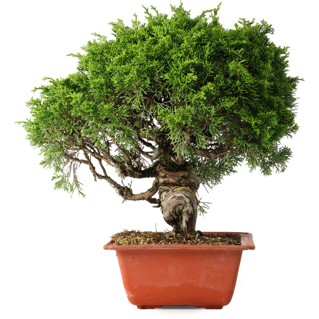 Juniperus chinensis Itoigawa, 26 cm, ± 25 jaar oud