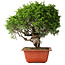 Juniperus chinensis Itoigawa, 26 cm, ± 25 Jahre alt