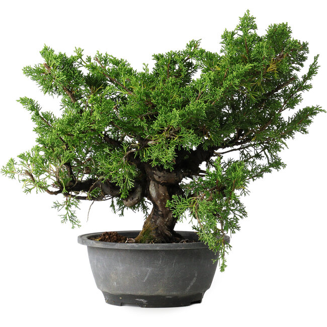 Juniperus chinensis Itoigawa, 30 cm, ± 20 jaar oud