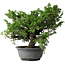 Juniperus chinensis Itoigawa, 30 cm, ± 20 jaar oud