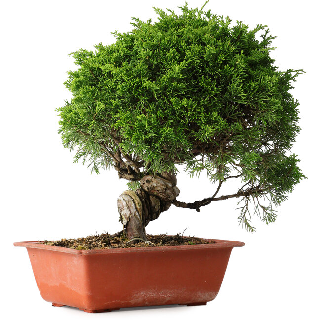 Juniperus chinensis Itoigawa, 26 cm, ± 25 years old