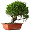 Juniperus chinensis Itoigawa, 26 cm, ± 25 jaar oud