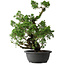Juniperus chinensis Itoigawa, 42 cm, ± 25 jaar oud