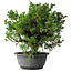 Juniperus chinensis Itoigawa, 30 cm, ± 20 jaar oud