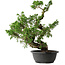 Juniperus chinensis Itoigawa, 42 cm, ± 25 jaar oud