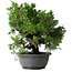 Juniperus chinensis Itoigawa, 30 cm, ± 20 jaar oud