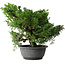 Juniperus chinensis Itoigawa, 30 cm, ± 20 jaar oud