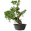 Juniperus chinensis Itoigawa, 42 cm, ± 25 jaar oud