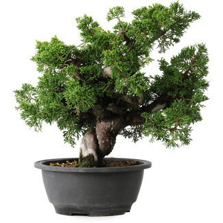 Juniperus chinensis Itoigawa, 27 cm, ± 25 jaar oud