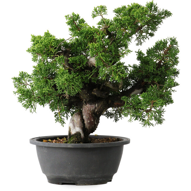 Juniperus chinensis Itoigawa, 27 cm, ± 25 jaar oud
