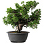 Juniperus chinensis Itoigawa, 27 cm, ± 25 jaar oud