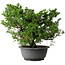 Juniperus chinensis Itoigawa, 30 cm, ± 20 jaar oud