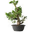 Juniperus chinensis Itoigawa, 42 cm, ± 25 jaar oud