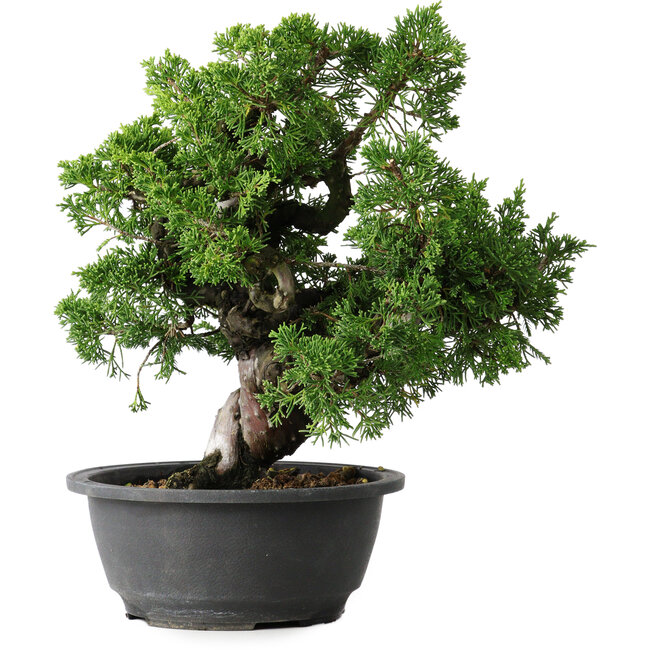 Juniperus chinensis Itoigawa, 27 cm, ± 25 years old