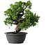 Juniperus chinensis Itoigawa, 27 cm, ± 25 anni