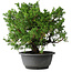 Juniperus chinensis Itoigawa, 30 cm, ± 20 jaar oud