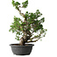 Juniperus chinensis Itoigawa, 42 cm, ± 25 jaar oud