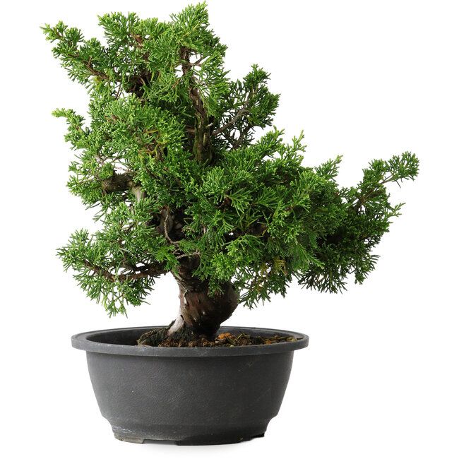 Juniperus chinensis Itoigawa, 27 cm, ± 25 anni