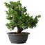 Juniperus chinensis Itoigawa, 27 cm, ± 25 jaar oud