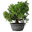 Juniperus chinensis Itoigawa, 30 cm, ± 20 jaar oud