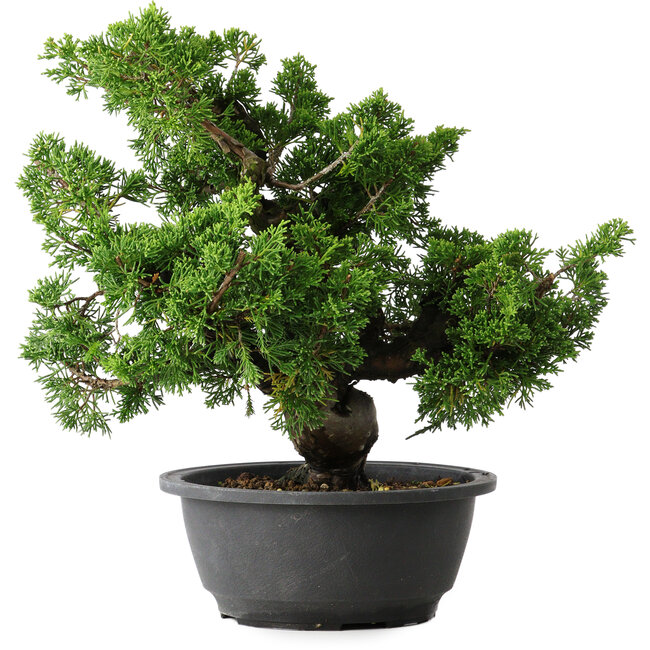 Juniperus chinensis Itoigawa, 27 cm, ± 25 años