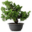Juniperus chinensis Itoigawa, 27 cm, ± 25 jaar oud