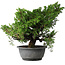 Juniperus chinensis Itoigawa, 30 cm, ± 20 jaar oud