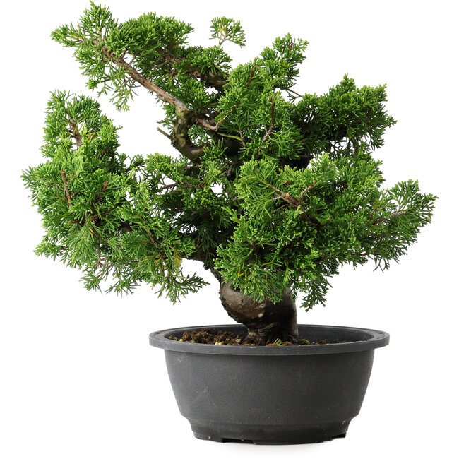 Juniperus chinensis Itoigawa, 27 cm, ± 25 años