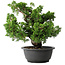 Juniperus chinensis Itoigawa, 27 cm, ± 25 jaar oud