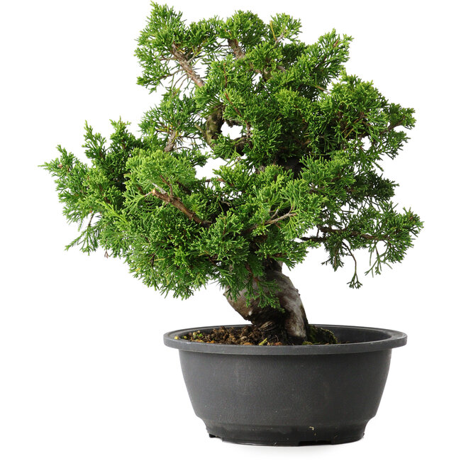 Juniperus chinensis Itoigawa, 27 cm, ± 25 Jahre alt